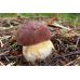 Мицелий Белого гриба соснового (Boletus pinophilus) 